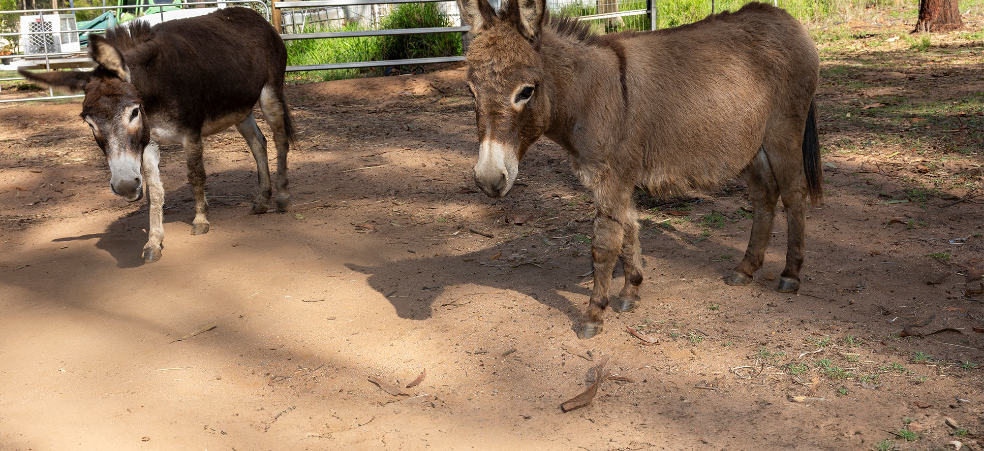 About Sunny Acres Donkey Farm