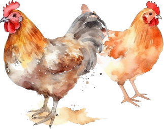 Chickens