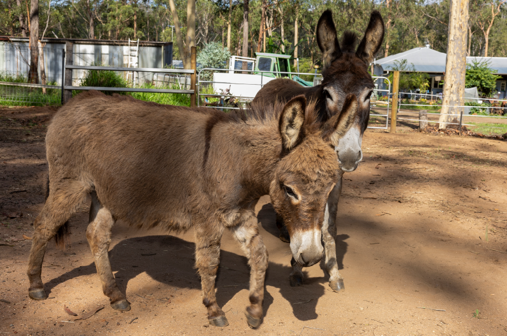 Owning your donkey