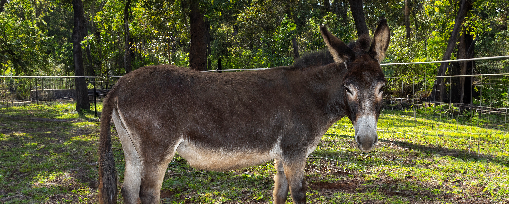 The Ultimate Guide to Buying Donkeys