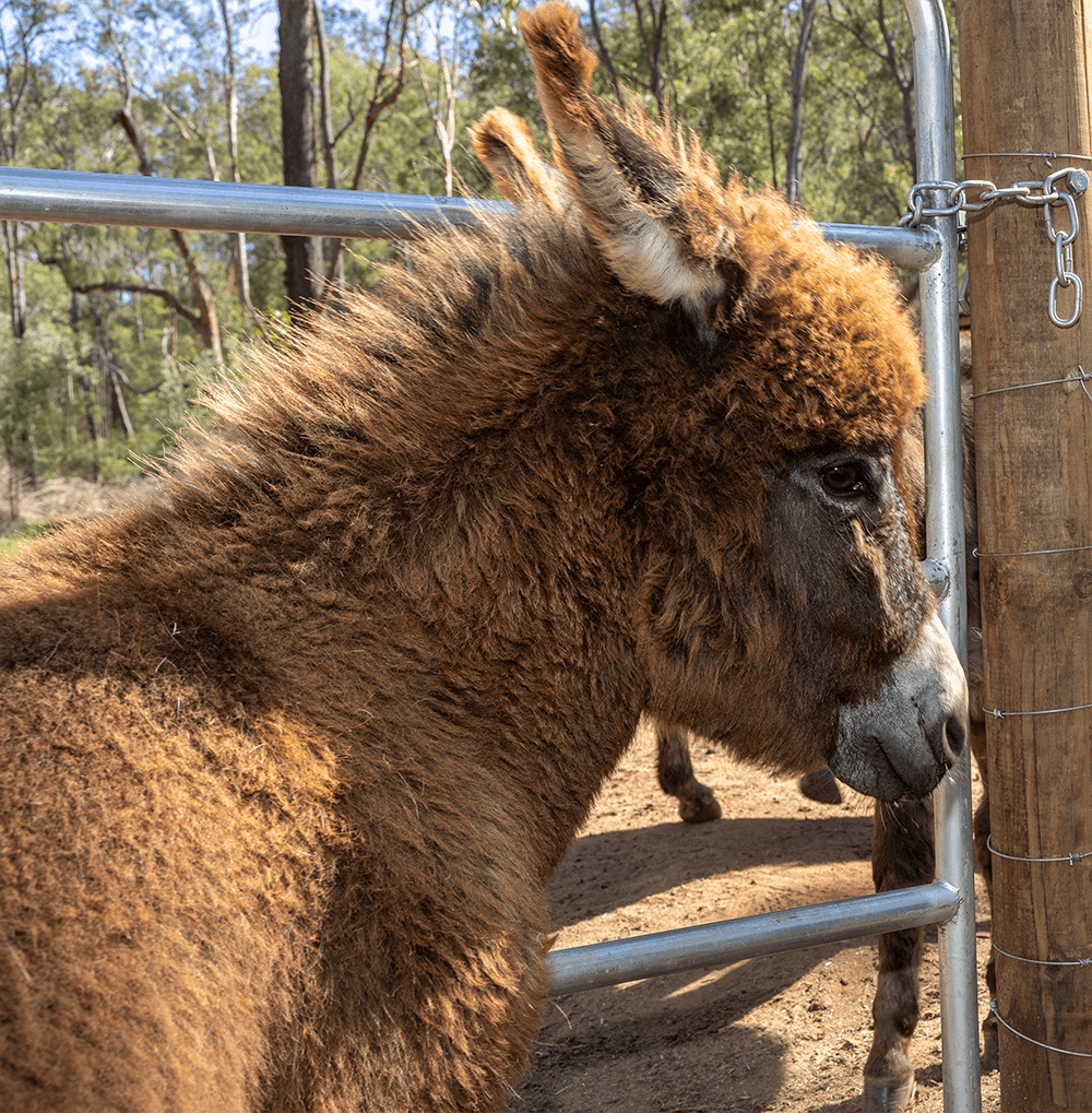 Johnny Cotton Donkey