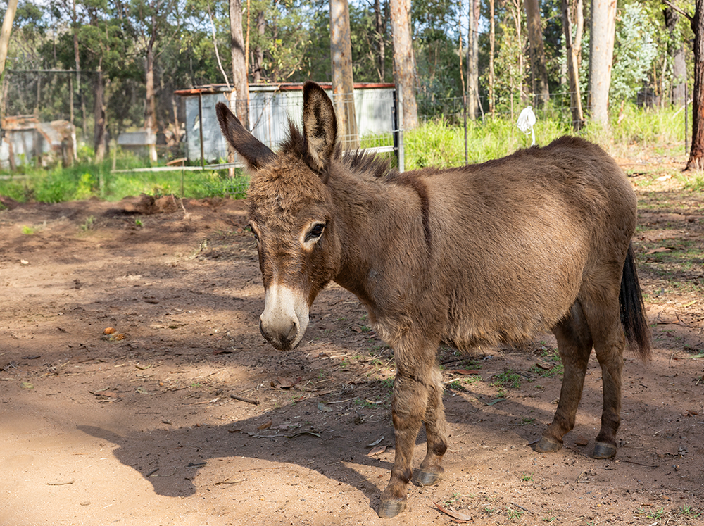 Sunny Acres Donkey Farm