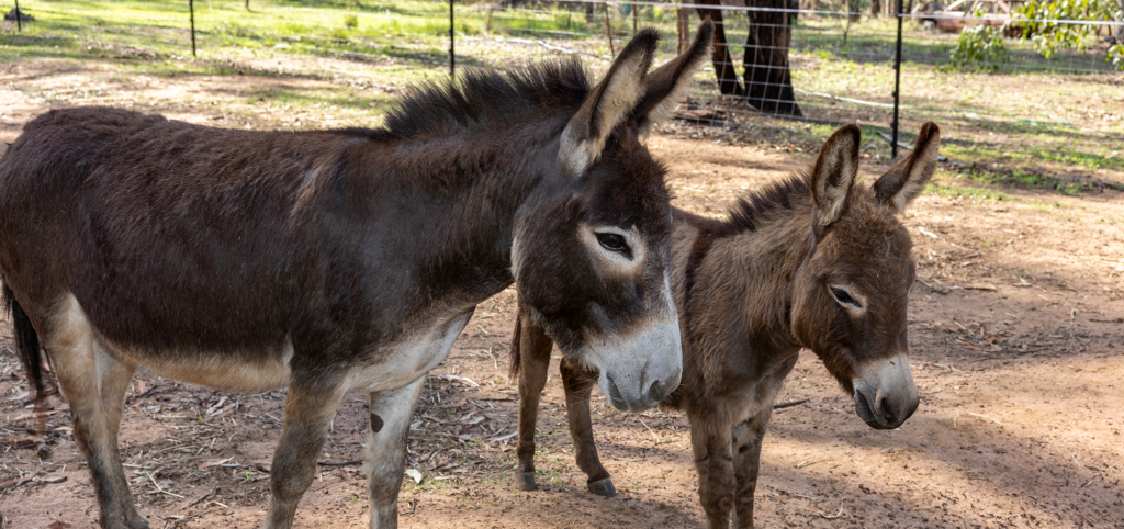 Donkeys for sale near me find your perfect pet today!