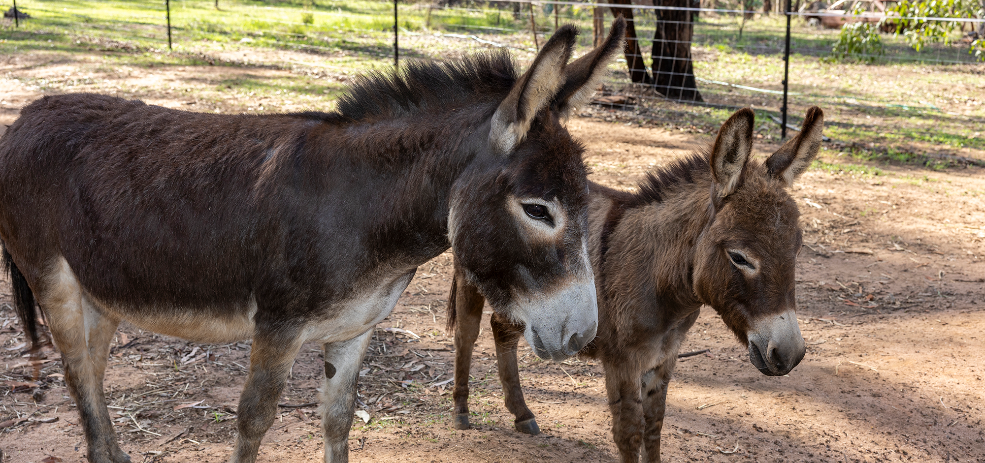 Donkeys for sale