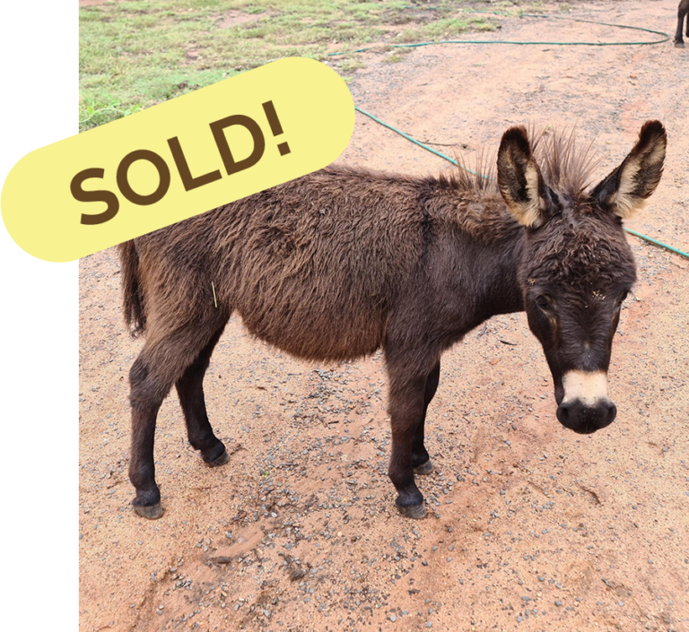 Donkeys for sale - Sunny Acres Donkey Farm