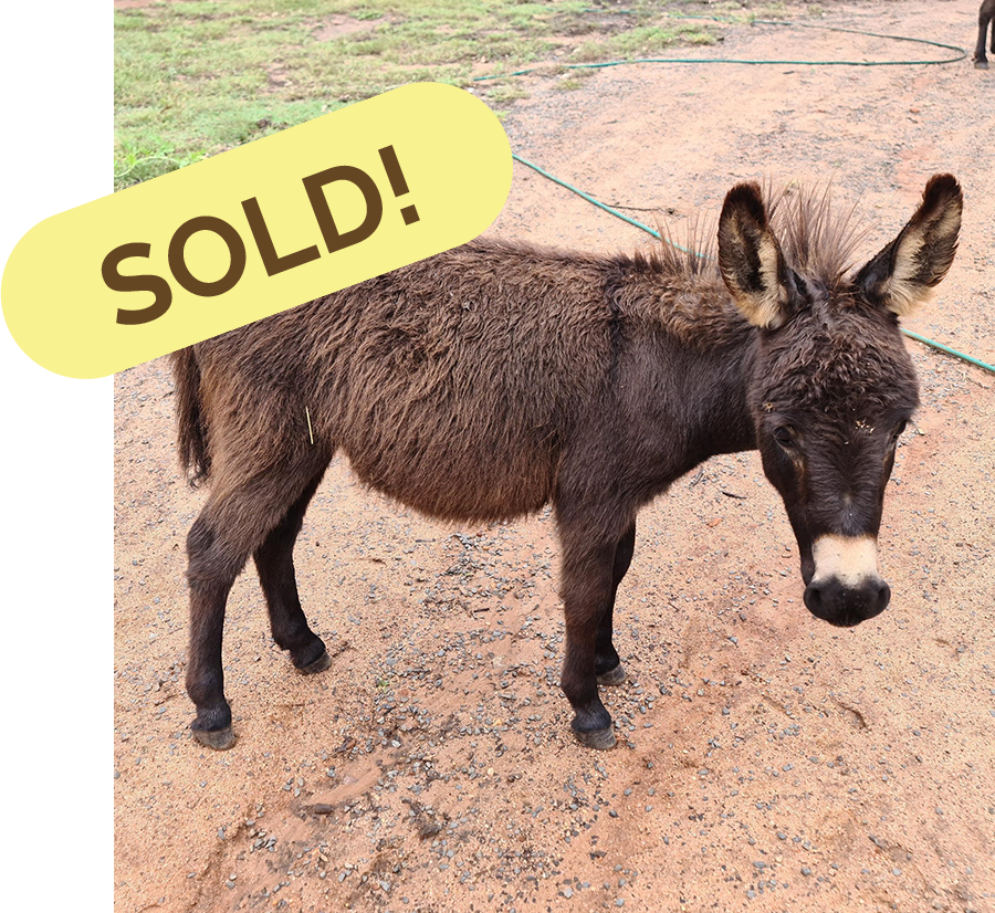 Buzz the donkey-Sold