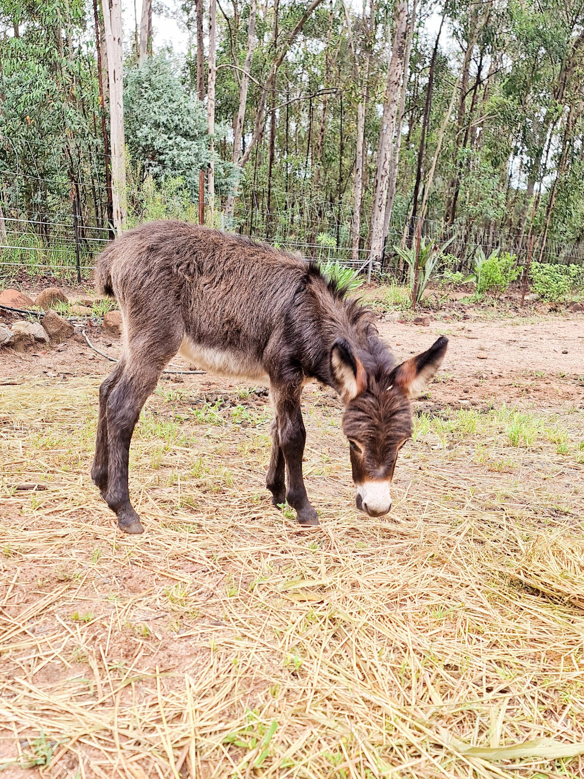 Holly - Donkey