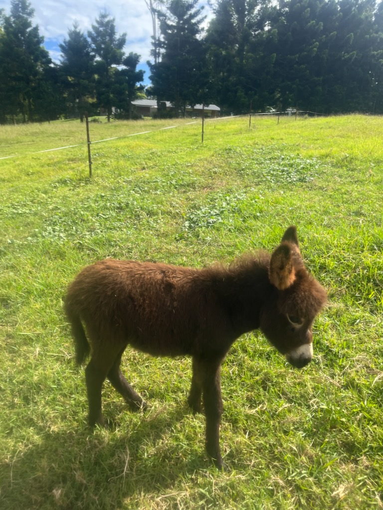 Vera – Mediterranean Miniature Donkey Filly