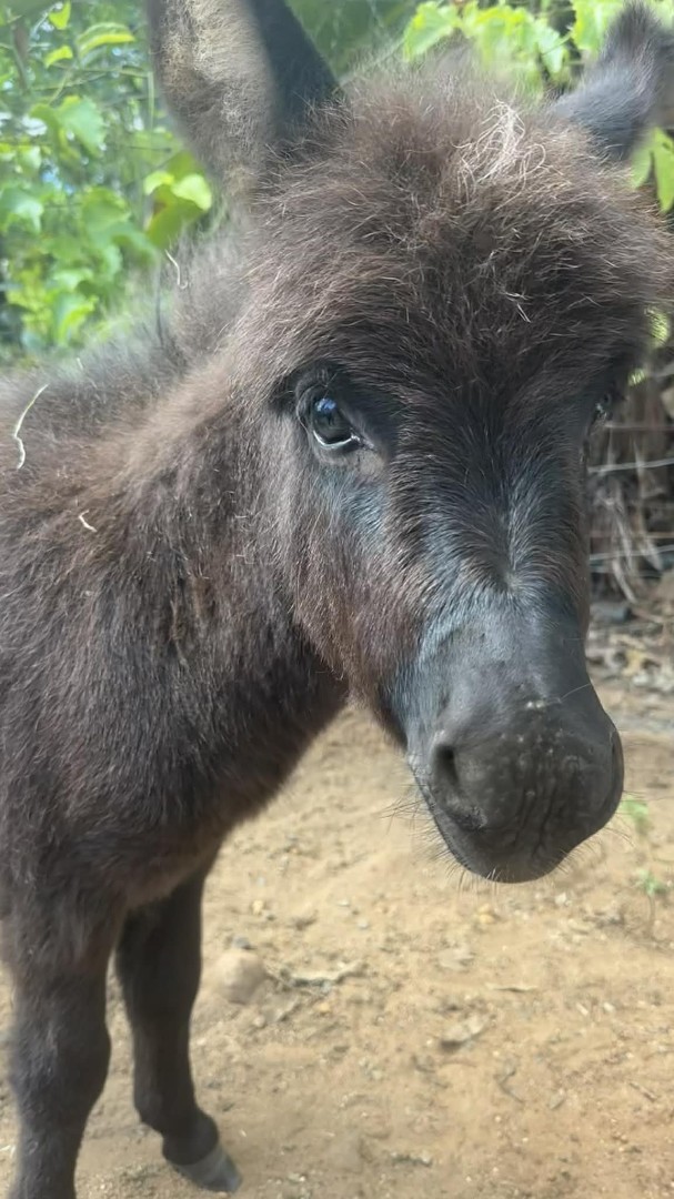 Daphne – Black Mediterranean Miniature Donkey Filly