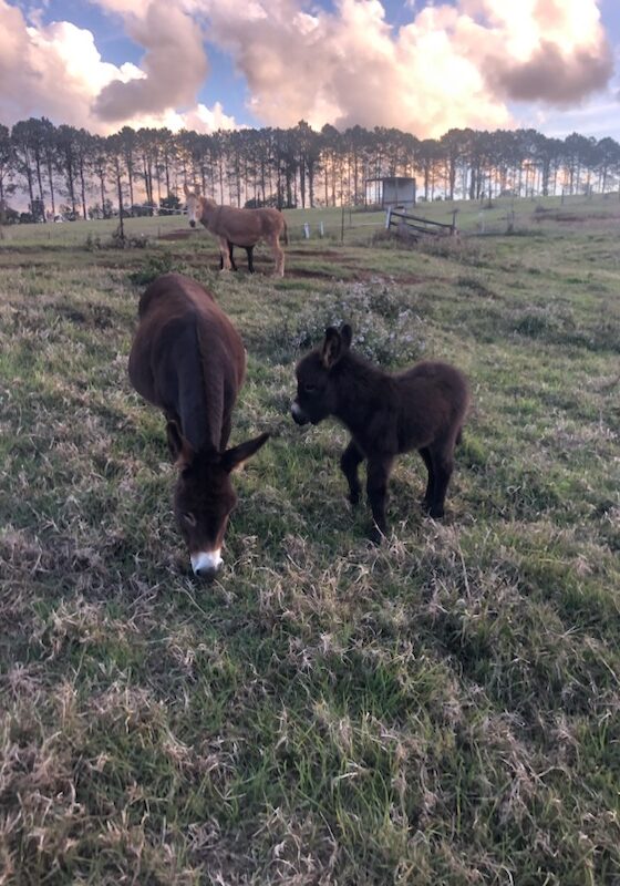 foals (1) foals (1)
